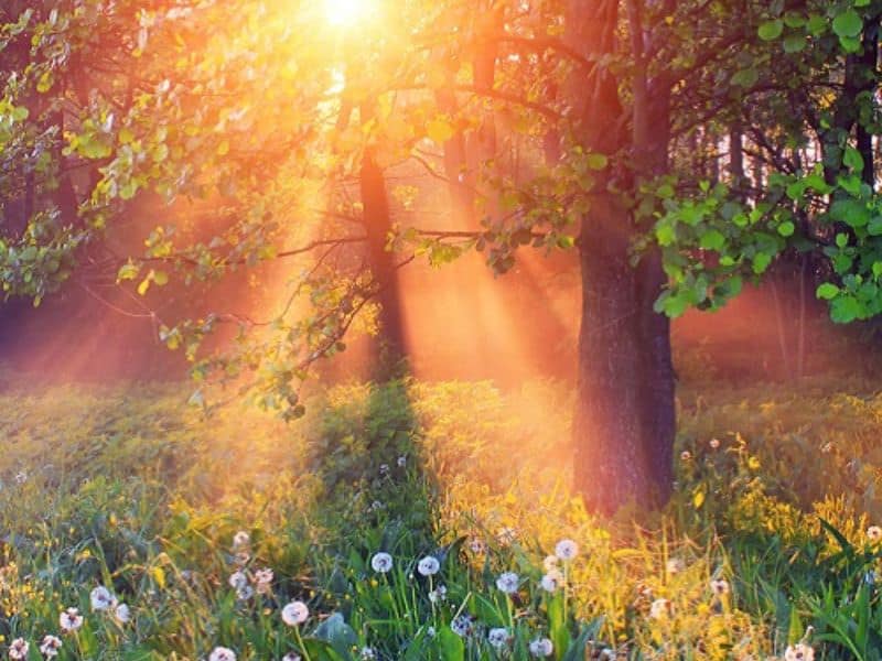 Célébre le Solstice d&rsquo;Été avec un Sortilège de Croissance et d&rsquo;Abondance !