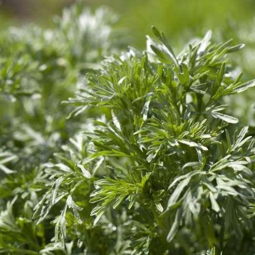 plante armoise ludivine divinilis