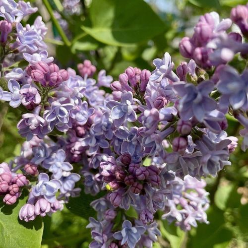 plante lilas ludivine divinilis