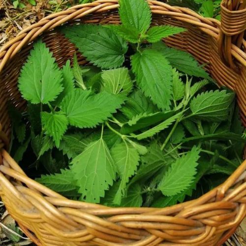 plante ortis ludivine divinilis